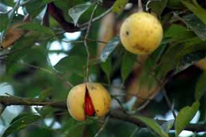 Fruits