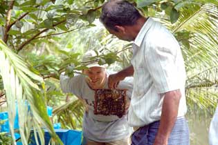 Honey Extraction