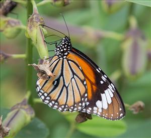 Spotting Butterflies