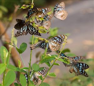 Spotting Butterflies