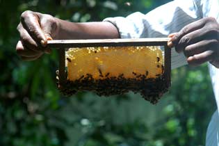 Honey Extraction