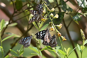 Fruits